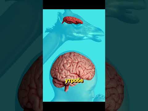 Почему человеческие дети такие беспомощные при рождении?