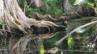 Forest types of Suriname: Marsh Forests