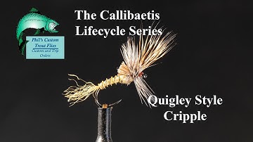 Callibaetis Lifecycle   Tying a Quigly Style Cripple