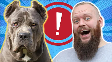 HOW TO STOP CANE CORSO FROM PULLING
