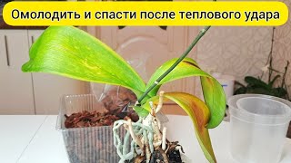 видео: РЕАНИМИРОВАТЬ орхидею после теплового удара / У орхидеи ЖЕЛТЕЮТ листья / ОБРЕЗАТЬ орхидею и ПОСАДИТЬ картинка: РЕАНИМИРОВАТЬ орхидею после теплового удара / У орхидеи ЖЕЛТЕЮТ листья / ОБРЕЗАТЬ орхидею и ПОСАДИТЬ