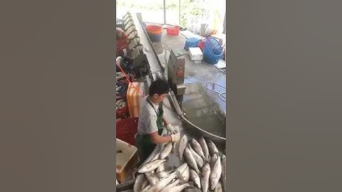 High accuracy and high speed online weighing sorting machine for fish seafood frozen food#sorter