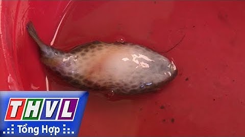 THVL | Người đưa tin 24G: Thêm một trường hợp ngộ độc cá nóc mít tại Hậu Giang