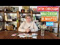 Эти овощи мы сеем в марте, чтобы получить роскошный урожай!