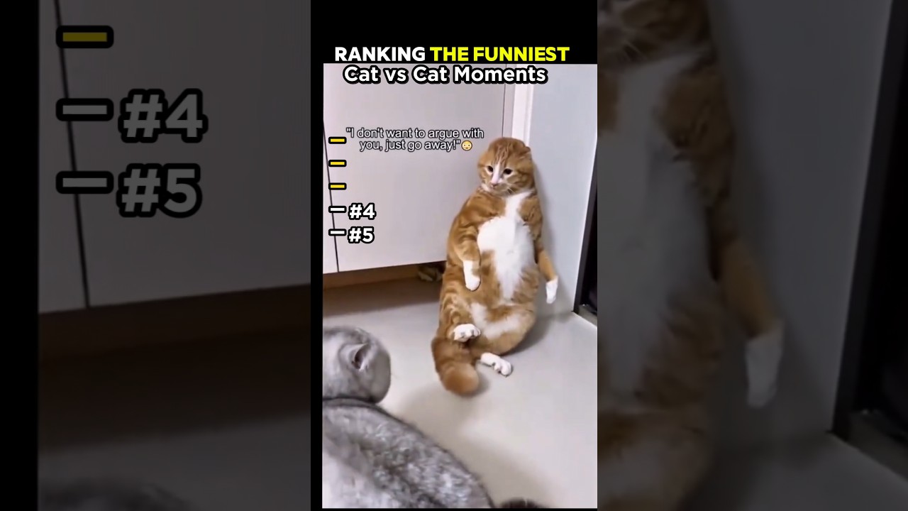 cats vs cats #animator