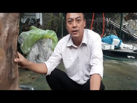 Video ghép đai trâu lên trụ gỗ-ghép lan-đai trâu-trụ gỗ/Mr... - youtube