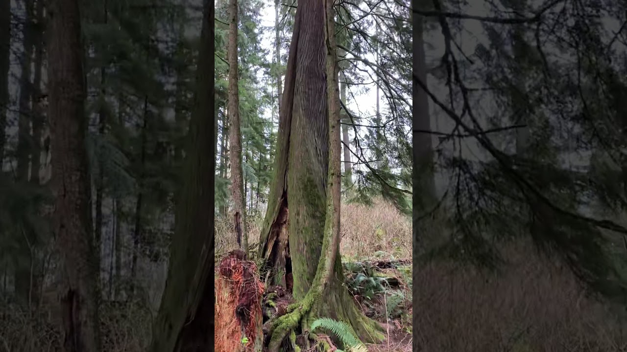 North Vancouver Baden Powell Trail