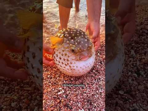 لا تلمس هذه السمكة