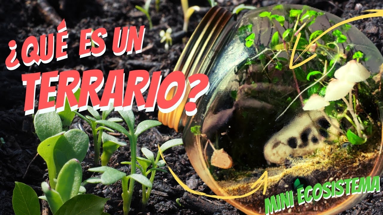 ¿Qué son los TERRARIOS?