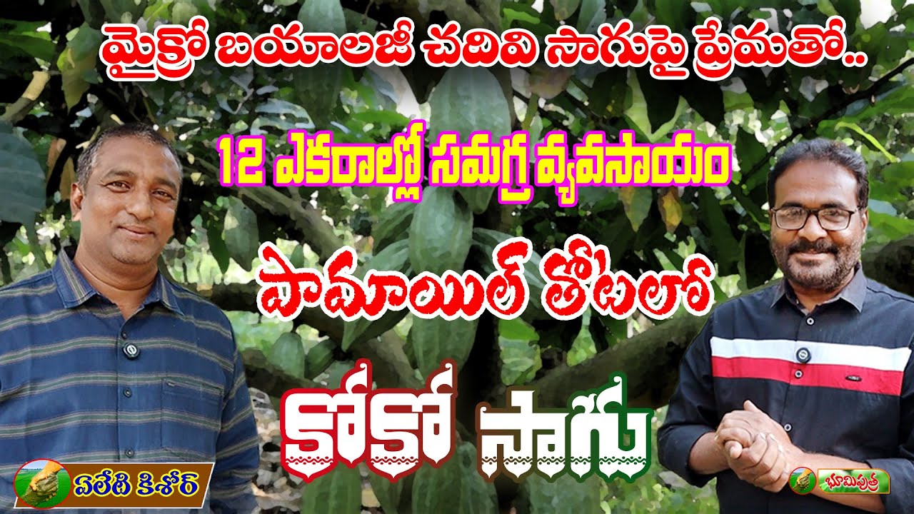 పామాయిల్ తోటలో కోకో సాగు | integreted farming | bhumiputhra telugu