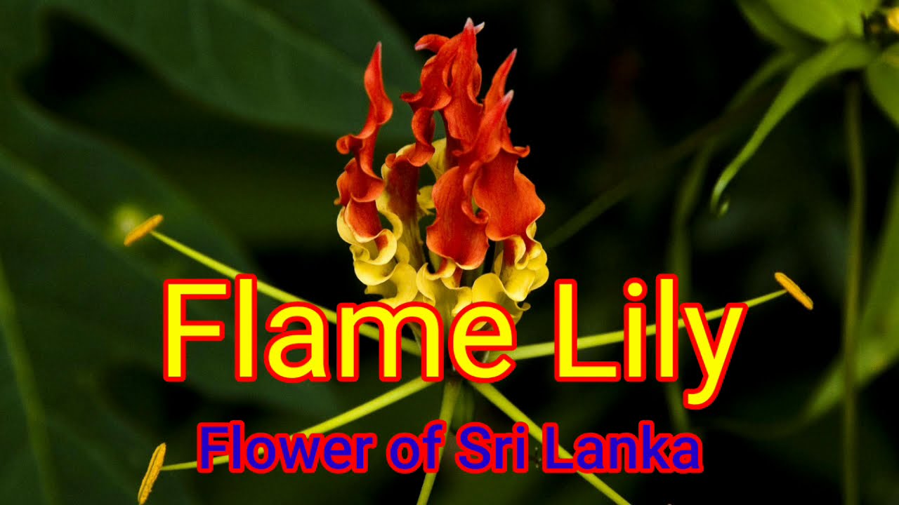Flower of Sri Lanka | Flame Lily | National Flower of Zimbabwe