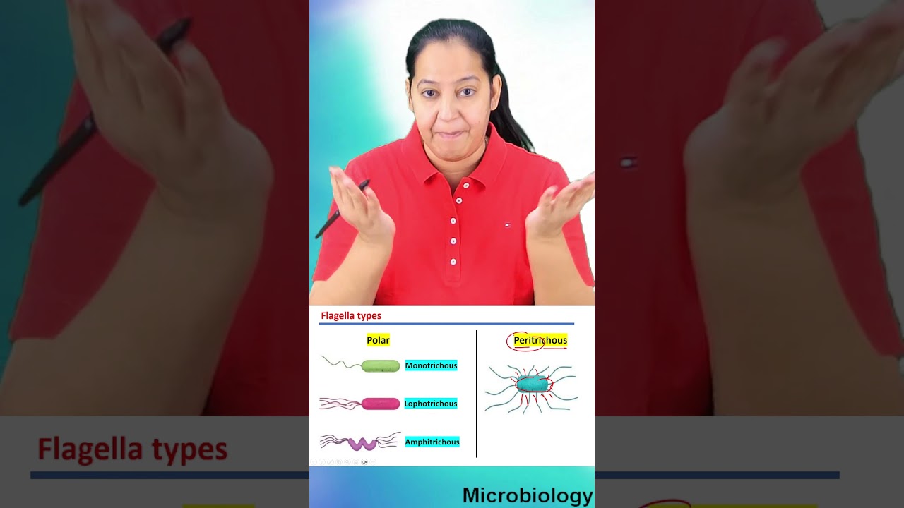 1 minute learning:  Types of Flagella