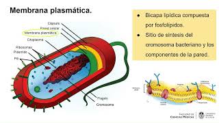 Generalidades de bacteriología