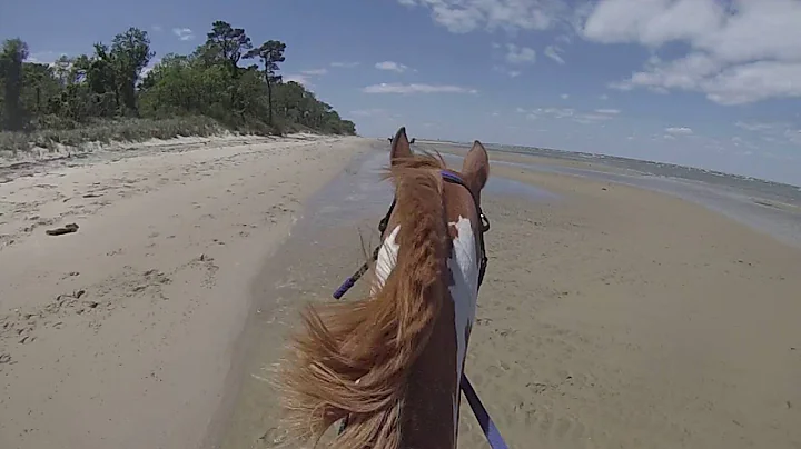 Gallop along the Eastern Shore of Virginia