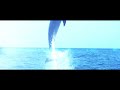 Orca production i 4k cinematic intro