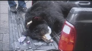 Bear euthanized after scratching West Hartford woman