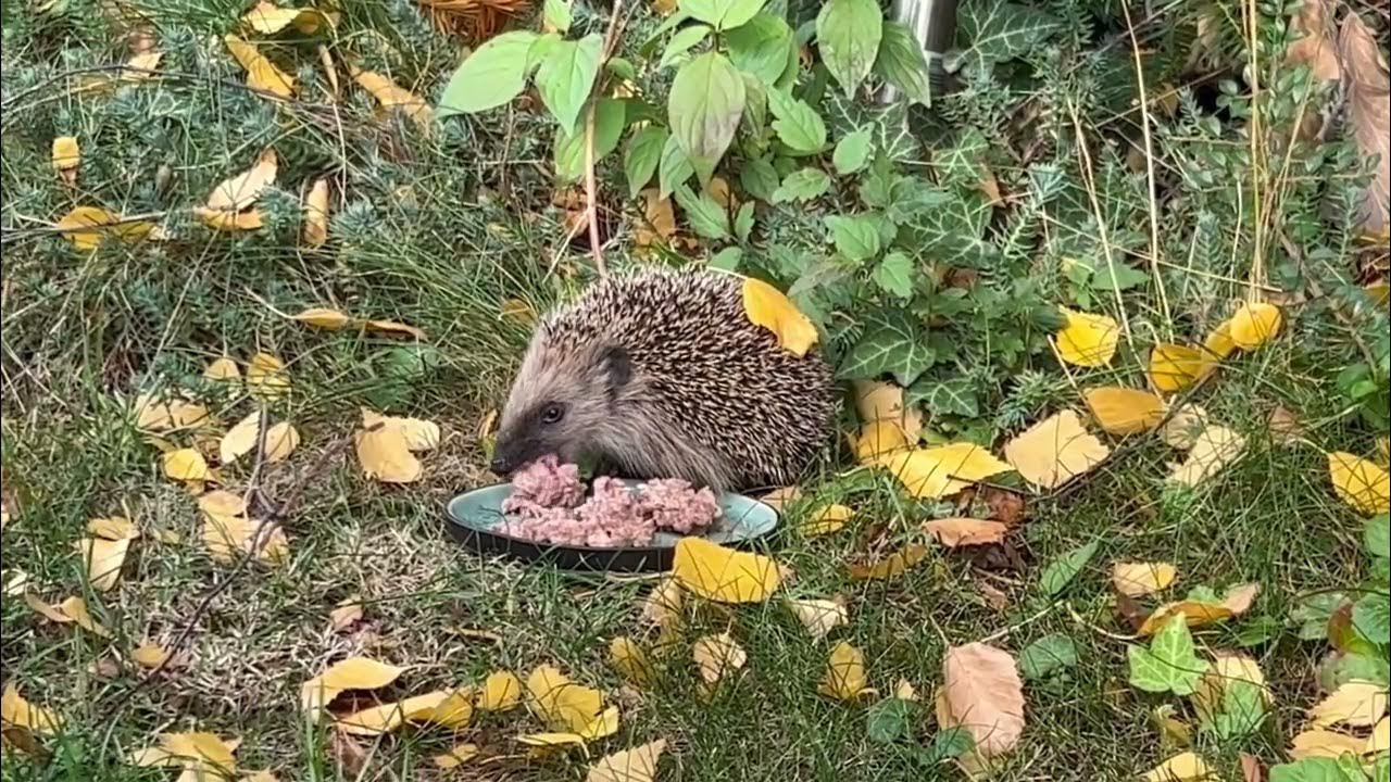 Igel und Katze YouTube