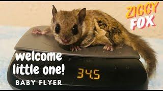 Baby FlyerWelcome the new baby girl flying squirrel.