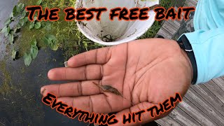 How to catch (grass shrimp) #fishing #howto #youtube #lifestyle #crappie #bluegill