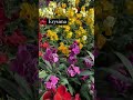 Vivero #vlogs #cotidiano #nature #yoga #om #relax #flower #peace #hindi #hadmade #india #indian