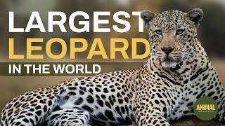 Largest Leopard In The World How Big Can Leopards Get? Discover The Smallest To Largest Species