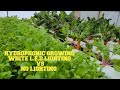 WHITE L.E.D LIGHTING vs NO LIGHTING. HYDROPONIC GROWING