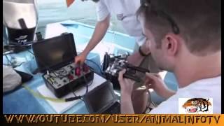 Giant Squid Attacks Diver Nature Documentary