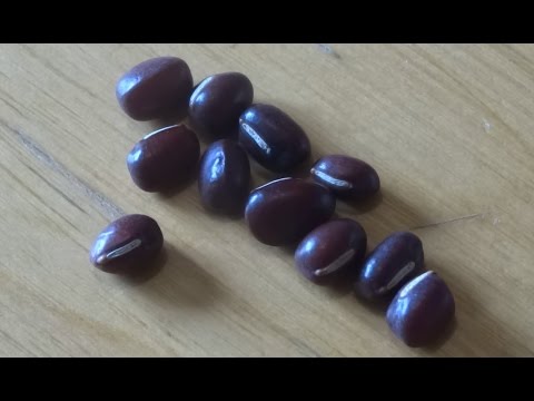 Azuki Bohnen zum keimen bringen und anpflanzen / Azuki beans