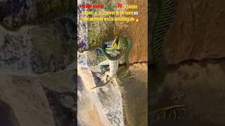 Two(2) geckos🦎🦎Vs a jungle snake🐍in a never to be seen👀 fight👊|Fight worth watching😲🔥#shorts