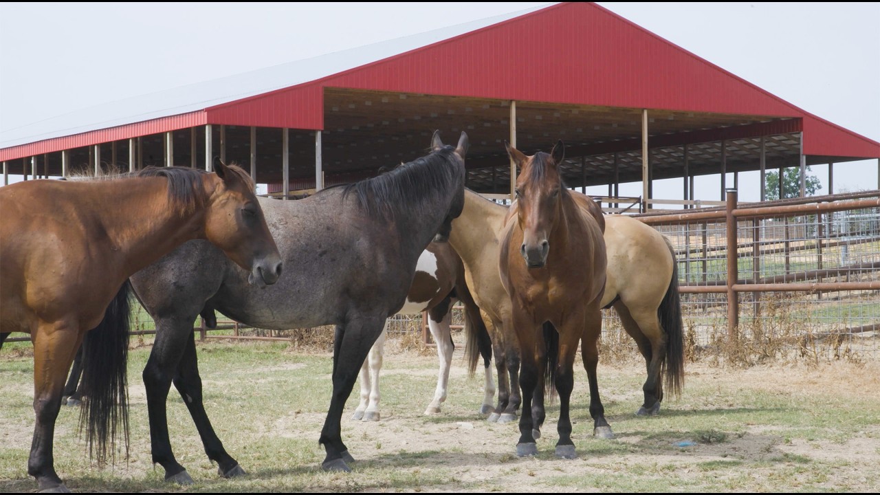Tribe Ranch: A Family Affair - YouTube