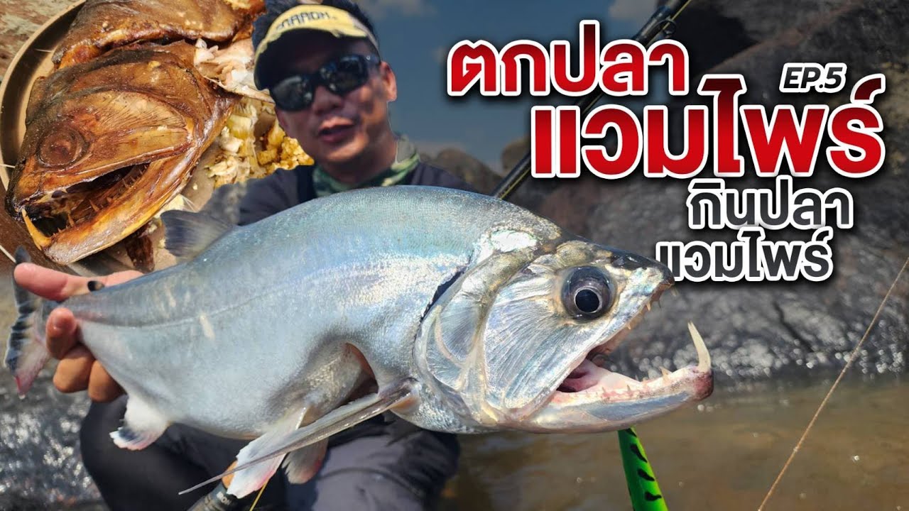 Vapthe Fish ตกปลาโคลัมเบีย Ep 5: ตกปลาแวมไพร์ กินปลาแวมไพร์ Vampire fish Orinoco ...
