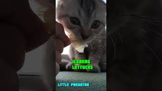 What will the cat choose a mouse or iceberg lettuce?