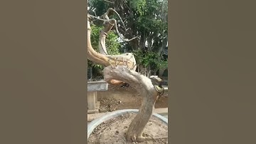 Chia sẻ phôi cây ổi dáng co lắc cực quái và độc đáo #shorts