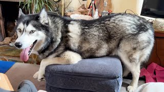 Weird Husky and HIS Throne He REFUSES To SHARE!
