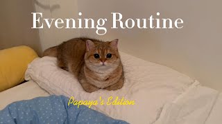 Spend the evening with meow | eating, brushing and playing
