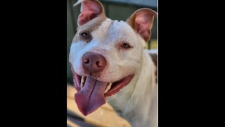 Police identify an alleged killer using mugshot from month after the murder of when he killed a dog