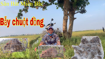 Bẫy chuột đồng theo đường mòn dính chuột thấy ham @LivingLife34k