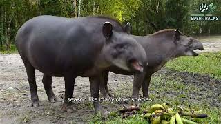 TAPIR MATING IN NATURE