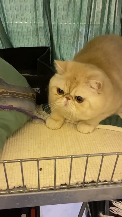 Cat 😻Show🏆#catvideos #atitzas #perser #cat #exoticshorthair