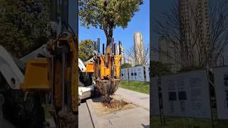 How To Remove Huge Tree And Replant It?