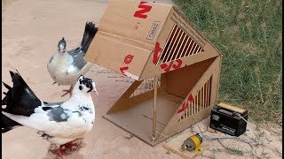 TR Technology: Good idea Bird Trap Making From Cardboard with Motor 12V work 100%