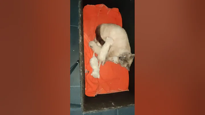 Video 4973781: cats catlover catlife, cat eye small, kittens cute baby