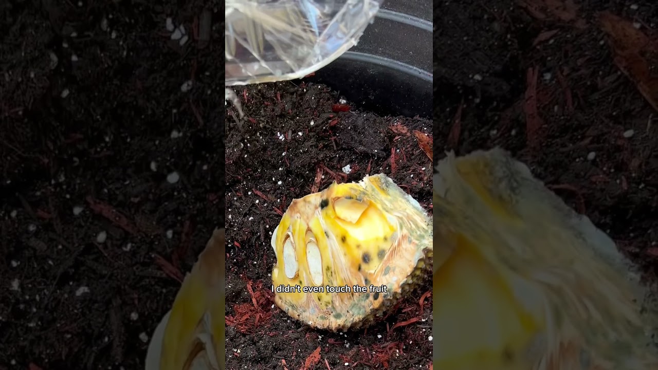 I’m Growing 50 Baby Jacks From 1 Old & Moldy Jackfruit🌱