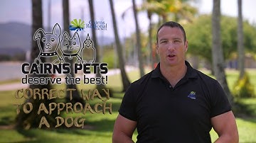 Tips on how to approach a dog you don