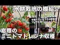 窓際のミニトマトレジナ収穫🍅棚と今育てている野菜達の紹介🥬#水耕栽培#家庭菜園#野菜#ミニトマト水耕栽培#レジナ#矮性ミニトマト#ミニトマト水耕栽培#放任栽培#セリア#ダイソー#水耕栽培容器