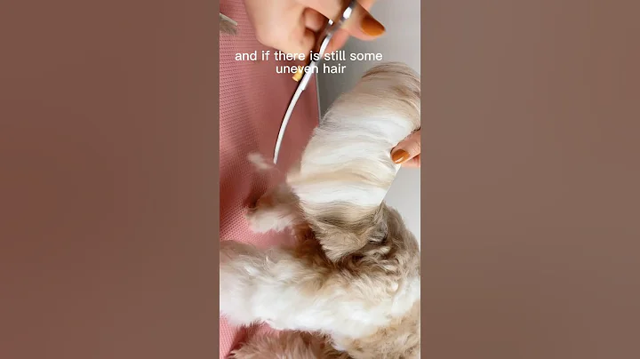Part 2; How to trim your dog’s tail #murphy #tails #tail #groom #shihtzu #shortvideo