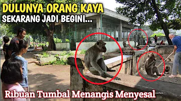 MERINDING !! Nyata Inilah Tempat Pesugihan Kera Yang Terkenal Manjur Di Jawa Timur