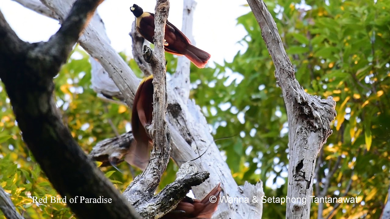Red Bird of Paradise @Raja Ampat 