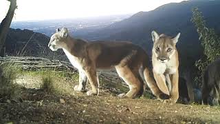 The Mother Of Lions In The Angeles National Forest In 2018