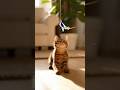 猫ジャンプ!🐈